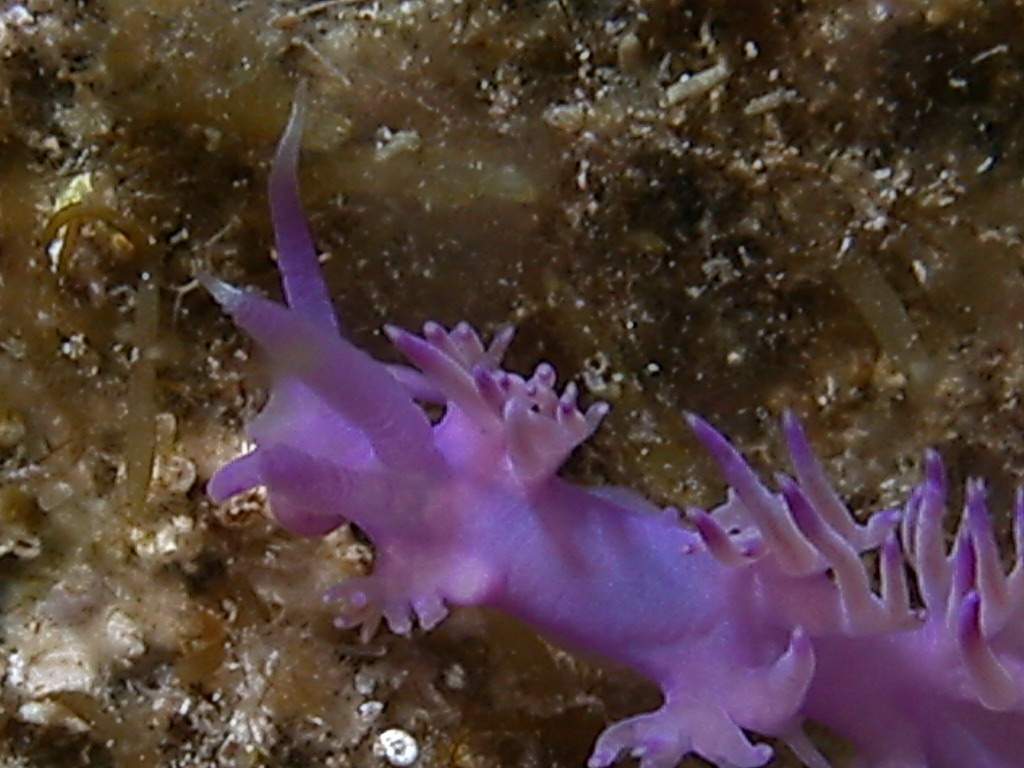 Flabellina affinis